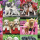 Also up for grabs, a 500-piece puppy puzzle. (Photo: Amazon)